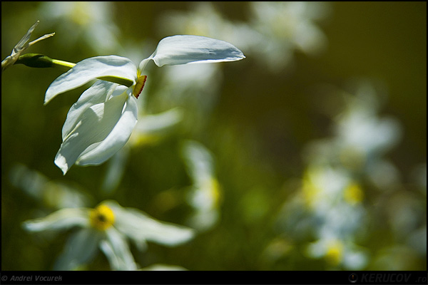 Fotografia: Narcisa / The Lent Lily, KERUCOV .ro © 1997 - 2024 || Andrei Vocurek