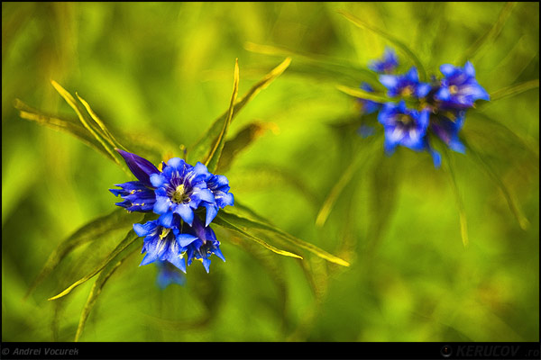 Fotografia: Flori albastre / Blue Flowers, KERUCOV .ro © 1997 - 2024 || Andrei Vocurek