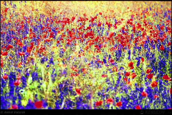 Fotografia Culori in culori / Colors In Colors, album Lumea culori - florilor / World of Colors and Flowers, sat Vadu, Romania / Roumanie, KERUCOV .ro © 1997 - 2024 || Andrei Vocurek