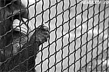 KERUCOV .ro - Animalele din Gradina Zoologica Bucuresti