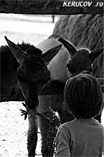 KERUCOV .ro - Animalele din Gradina Zoologica Bucuresti