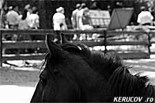 KERUCOV .ro - Animalele din Gradina Zoologica Bucuresti