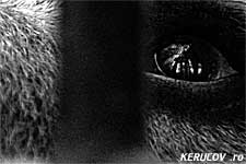 KERUCOV .ro - Animalele din Gradina Zoologica Bucuresti