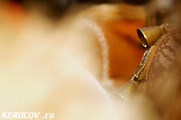 KERUCOV .ro - Fotografie si Webdesign - Florile Dalbe - Muzeul National al Satului Dimitrie Gusti - Colindatori si colinde de Craciun