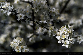 KERUCOV .ro - Fotografie si Webdesign - Pastel de primavara prin Bucuresti cu flori in Soare