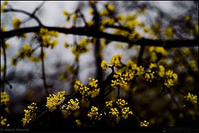 KERUCOV .ro - Fotografie si Webdesign - Pastel de primavara prin Bucuresti cu flori in Soare