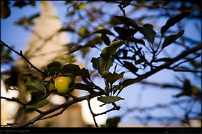 KERUCOV .ro - Fotografie si Webdesign - Sarbatorile incep cu Targul de Sfantul Nicolae - MTR