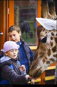 KERUCOV .ro - Fotografie si Webdesign - Budapesta - 2 - Prin Gradina Zoologica si Botanica