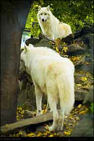 KERUCOV .ro - Fotografie si Webdesign - Budapesta - 2 - Prin Gradina Zoologica si Botanica