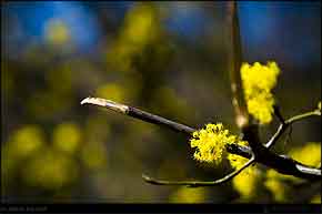 KERUCOV .ro - Fotografie si Webdesign - Cu primavara prin Cetatea Medievala Sighisoara