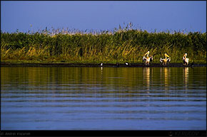 KERUCOV .ro - Fotografie si Jurnale de Calatorie - Delta Dunarii - 3 - Cu barca pe canale in Rezervatie