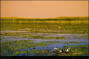 KERUCOV .ro - Fotografie si Jurnale de Calatorie - Delta Dunarii - 3 - Cu barca pe canale in Rezervatie