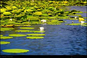 KERUCOV .ro - Fotografie si Jurnale de Calatorie - Delta Dunarii - 4 - Lacul Rosu, Erenciuc, Caraorman