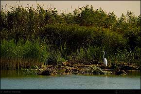 KERUCOV .ro - Fotografie si Jurnale de Calatorie - Delta Dunarii - 4 - Lacul Rosu, Erenciuc, Caraorman