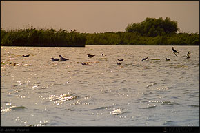 KERUCOV .ro - Fotografie si Jurnale de Calatorie - Delta Dunarii - 4 - Lacul Rosu, Erenciuc, Caraorman