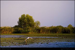 KERUCOV .ro - Fotografie si Jurnale de Calatorie - Delta Dunarii - 4 - Lacul Rosu, Erenciuc, Caraorman