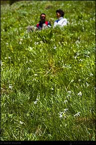 KERUCOV .ro - Fotografie si Webdesign - Excursie foto cu Orasul.ro: Prin Poiana Narciselor