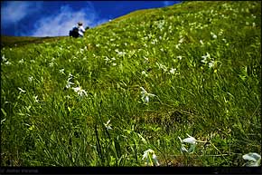 KERUCOV .ro - Fotografie si Webdesign - Excursie foto cu Orasul.ro: Prin Poiana Narciselor