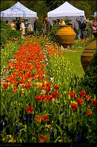 KERUCOV .ro - Fotografie si Webdesign - Flori si Targuri de Florii din Cismigiu si pana la MTR