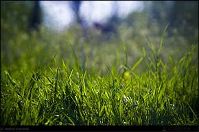 KERUCOV .ro - Fotografie si Webdesign - Floriile cu Bucurie sunt din nou la Muzeul Satului