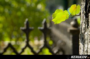 KERUCOV .ro - Fotografie si Jurnale de Calatorie - Excursie foto cu Orasul.ro: Cimitirul Bellu