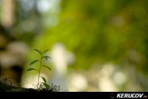 KERUCOV .ro - Fotografie si Jurnale de Calatorie - Excursie foto cu Orasul.ro: Cimitirul Bellu