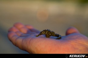 KERUCOV .ro - Fotografie si Jurnale de Calatorie - Excursie la Marea Neagra - II: Corbu - Vama Veche