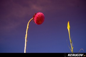 KERUCOV .ro - Fotografie si Jurnale de Calatorie - Excursie la Marea Neagra - II: Corbu - Vama Veche
