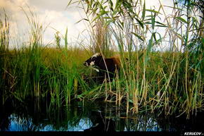 KERUCOV .ro - Fotografie si Jurnale de Calatorie - In Delta Dunarii - 5 - Cu barca pe Canalul Barbosu spre Golful Musura de Andrei Vocurek