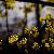 In galben . In Yellow