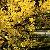 Galben de Primavara . Yellow for Spring