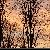 Fotografia Povestea copacilor, album foto Orasul Sinaia - Un oras regal, Sinaia, Romania / Roumanie, aparat Fujifilm FinePix S3000  KERUCOV .ro © 1997 - 2022 || Andrei Vocurek