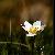 Fotografia Una, album foto Lumea culori - florilor, Predeal, Romania / Roumanie, aparat Konica Minolta Dynax 5D  KERUCOV .ro © 1997 - 2022 || Andrei Vocurek