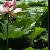 Fotografia Nufar roz, album foto Lumea culori - florilor, Bucuresti / Bucharest, Romania / Roumanie, aparat Konica Minolta Dynax 5D  KERUCOV .ro © 1997 - 2022 || Andrei Vocurek
