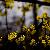 Fotografia In galben, album foto Lumea culori - florilor, Bucuresti / Bucharest, Romania / Roumanie, aparat Konica Minolta Dynax 5D  KERUCOV .ro © 1997 - 2022 || Andrei Vocurek