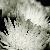 Fotografia: Crizanteme din luna mai KERUCOV .ro © 1997 - 2024 || Andrei Vocurek