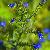 Fotografia Verde Albastru, album foto Lumea culori - florilor, Muntii Vrancei, Romania / Roumanie, aparat Konica Minolta Dynax 5D  KERUCOV .ro © 1997 - 2022 || Andrei Vocurek