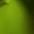 Fotografia Verde verde, album foto Lumea culori - florilor, Bucuresti / Bucharest, Romania / Roumanie, aparat Konica Minolta Dynax 5D  KERUCOV .ro © 1997 - 2022 || Andrei Vocurek