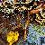 Fotografia Aranjament de toamna, album foto Lumea culori - florilor, Comana, Romania / Roumanie, aparat Fujifilm FinePix S5100  KERUCOV .ro © 1997 - 2022 || Andrei Vocurek