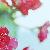 Fotografia Trandafiri roz, album foto Lumea culori - florilor, Bucuresti / Bucharest, Romania / Roumanie, aparat Zenit 122  KERUCOV .ro © 1997 - 2022 || Andrei Vocurek