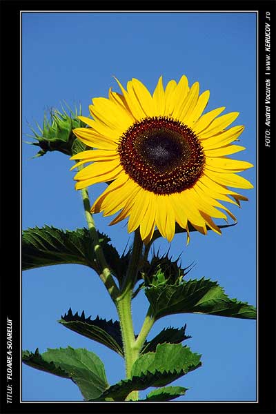 Fotografia Floarea-Soarelui / , album Lumea culori - florilor / World of Colors and Flowers, Sfantu Gheorghe, Romania / Roumanie, KERUCOV .ro © 1997 - 2025 || Andrei Vocurek