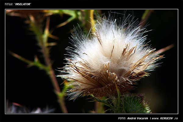 Fotografia: Inselator / , KERUCOV .ro © 1997 - 2022 || Andrei Vocurek