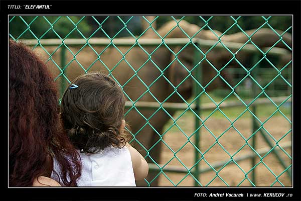 Fotografia: Elefantul / , KERUCOV .ro © 1997 - 2024 || Andrei Vocurek