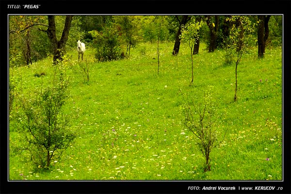 Fotografia: Pegas / Pegasus, KERUCOV .ro © 1997 - 2025 || Andrei Vocurek