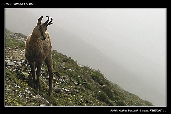Fotografia Brana Caprei / , album Pasul peste munti / Step Over Mountains, Muntii Bucegi, Romania / Roumanie, KERUCOV .ro © 1997 - 2025 || Andrei Vocurek