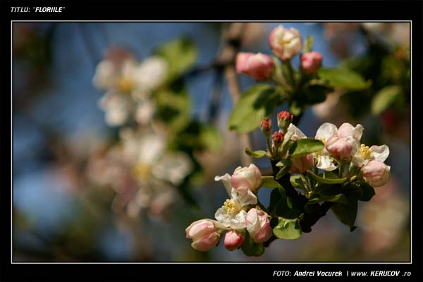 Fotografia Floriile / , album Lumea culori - florilor / World of Colors and Flowers, Bucuresti / Bucharest, Romania / Roumanie, KERUCOV .ro © 1997 - 2022 || Andrei Vocurek