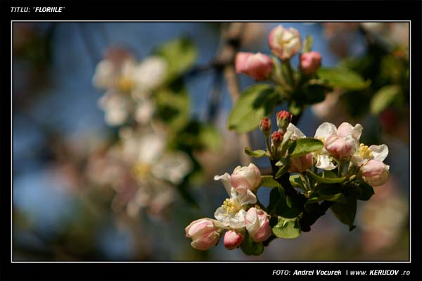 Fotografia: Floriile / , KERUCOV .ro © 1997 - 2024 || Andrei Vocurek