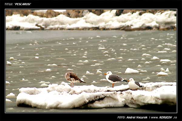 Fotografia Pescarusi / , album Iarna la Marea Neagra / Winter at The Black Sea, Constanta, Romania / Roumanie, KERUCOV .ro © 1997 - 2025 || Andrei Vocurek