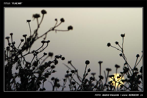 Fotografia Flacari / , album Lumea culori - florilor / World of Colors and Flowers, Hersonissos, Grecia, Insula Creta / Greece, Crete, KERUCOV .ro © 1997 - 2025 || Andrei Vocurek