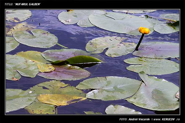 Fotografia Nufarul galben / , album Lumea culori - florilor / World of Colors and Flowers, Snagov, Romania / Roumanie, KERUCOV .ro © 1997 - 2025 || Andrei Vocurek